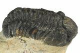Bargain 3D Reedops Trilobite Fossils  - Photo 4